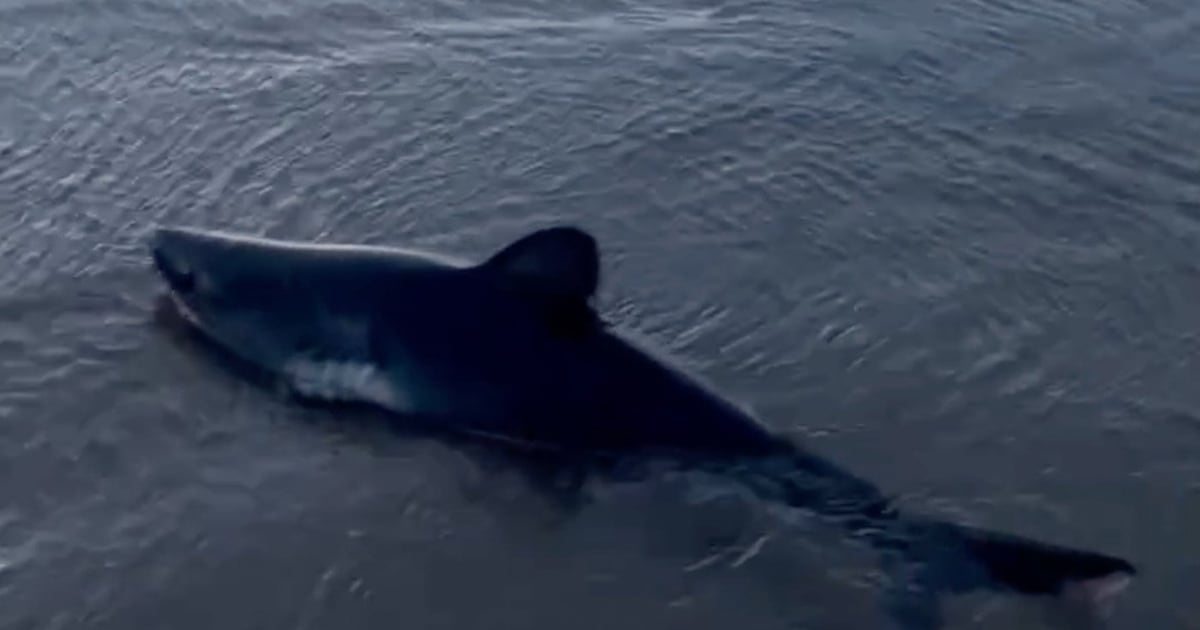 Shark rescue: Video shows incident in Oregon