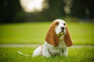 9 Best Dry Dog Foods for Basset Hounds