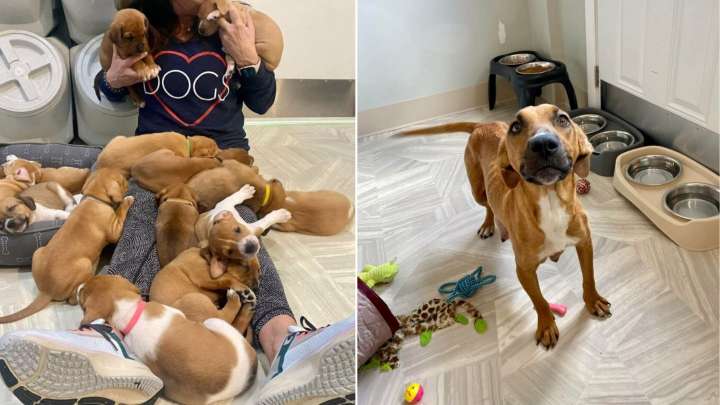 Virginia Shelter Stunned As Nervous Mom Delivers An Unbelievable Number Of Puppies