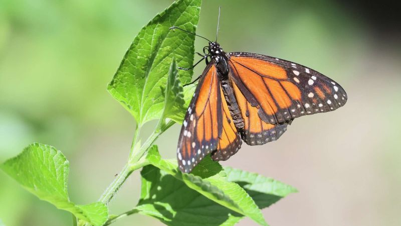 Transmisores diminutos revelan secretos del viaje de la mariposa monarca