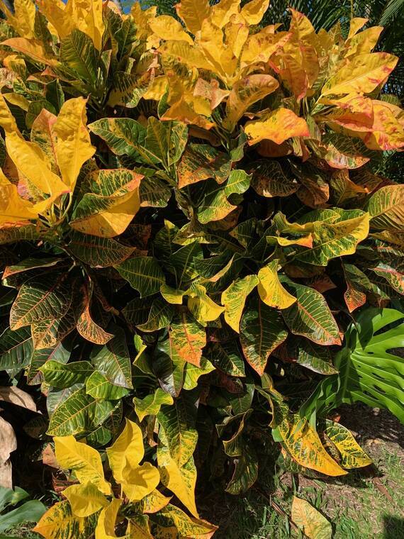 Tropical Gardening: Fall gardening, complete with flowering plants and trees