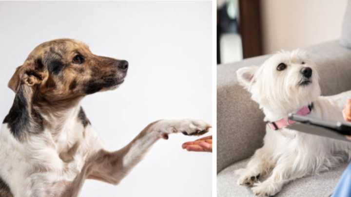 Significado de por qué su perro le da la pata sin que usted se lo pida, según expertos