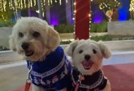 Saltillo: Pasarela navideña con causa busca respaldar el trabajo de rescatistas