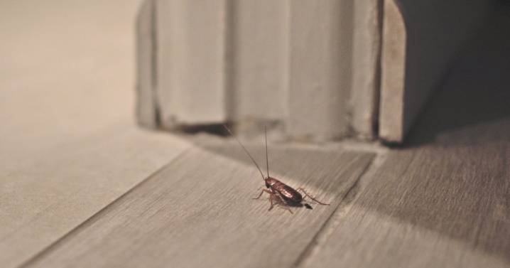 Como hacer para eliminar las cucarachas de tu casa para siempre: trucos caseros infalibles