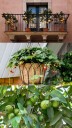 5 Fruit Plants You Can Easily Grow in Your Balcony Garden
