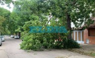 Árboles caídos y vecinos sin luz: lo que dejó la tormenta en La Plata: mandá tu reclamo al Whatsapp de EL DIA