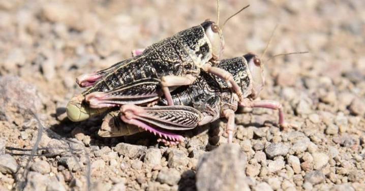 Río Negro, Chubut y Santa Cruz: Senasa coordina acciones de manejo de la Tucura sapo en la Patagonia