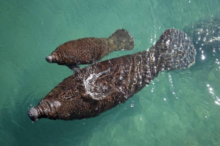 Want to see manatees? Here's how at Manatee Lagoon