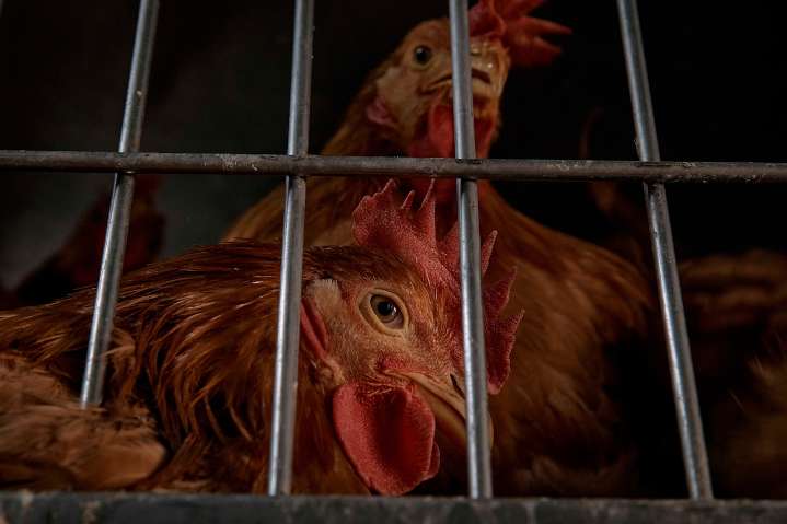 Tractor-trailer carrying 7,000 chickens overturns in Dauphin County