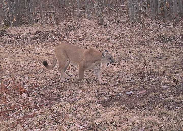 Michigan cougar sightings hit record high in 2025, DNR confirms