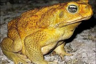 Urdinarrain: un sapo de caña mató a dos perros tras entrar en contacto con ellos