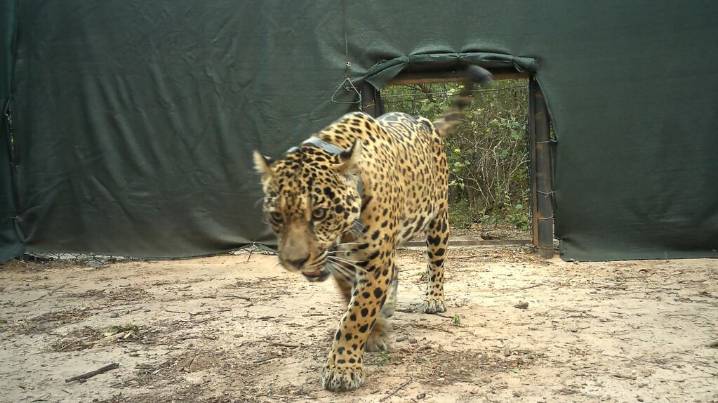 Denunciaron la desaparición de un yaguareté silvestre que había sido liberado en El Impenetrable de Chaco