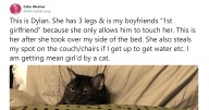 26 Funny Times People Realized How Mean Their Cats Actually Are