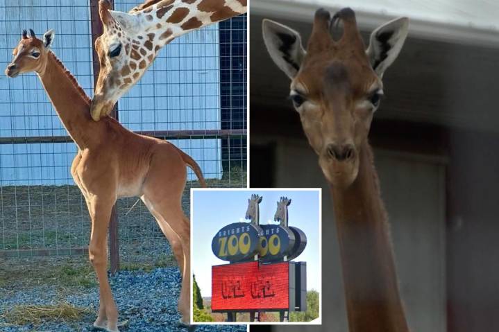 Kipekee, ultra-rare spotless giraffe, dies at 2-years old, sparking zoo mystery