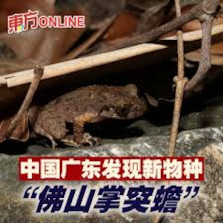 Descubren otra especie de rana en China y la llaman Kung fu
