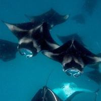 Over 70 shark, ray species win new wildlife trade protections