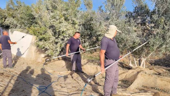 Olivos, aceitunas y aceite, la ruta de futuro del campo en Tenerife