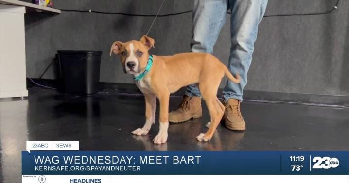 Wag Wednesday: Meet Bart from SOS Dog Rescue