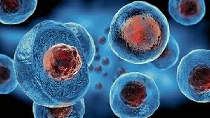 Un dogma de la biología salta por los aires: el verdadero control de las células madre estaba en el lugar más insospechado