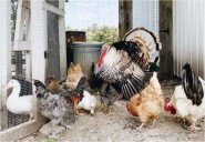 Grays Harbor resident first person known to be infected with H5N5 bird flu