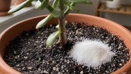 Poner azúcar en el árbol de jade: para qué sirve este truco, cómo aplicarlo y cuidados clave