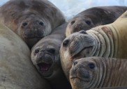 La gripe aviar elimina a la mitad de las hembras de la mayor colonia de elefantes marinos del planeta