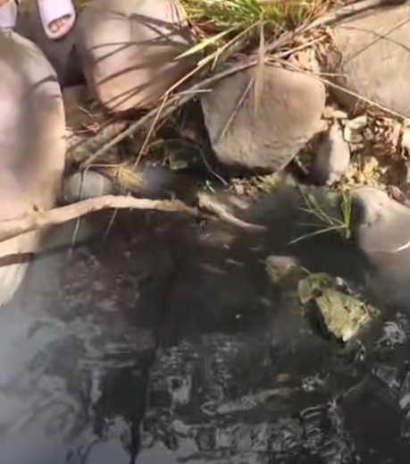 Comunidad denuncia mortandad de peces por contaminación en la quebrada El Salado, en Neiva