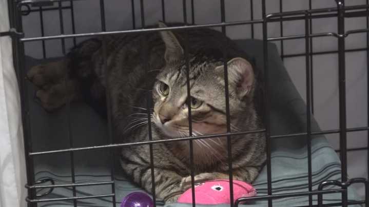 'They just dump them out' | Government shutdown forces more Houston County residents to abandon pets