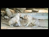 Tiene el Centro Ecológico nuevos habitantes; una pareja de tigres blancos que ya están en exhibición