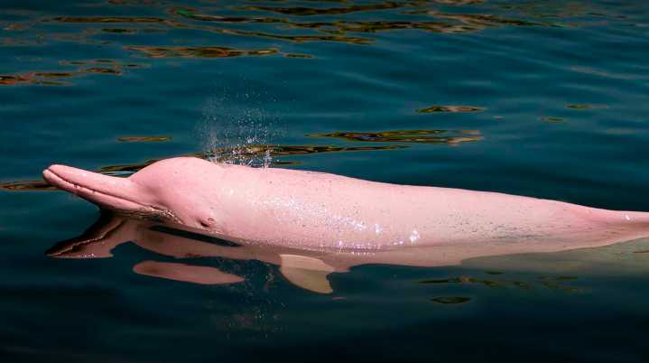 Cuatro especies únicas del Amazonas enfrentan un riesgo...