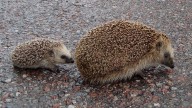 Las dos especies de erizo que viven en España: un animal entrañable y necesario para nuestros campos