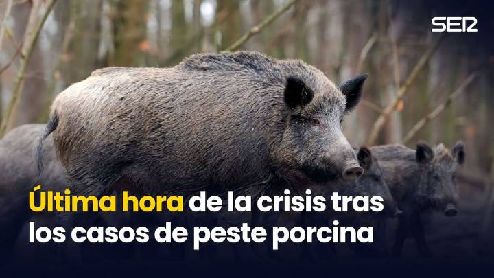🔴 DIRECTO | Última hora de la crisis por la peste porcina