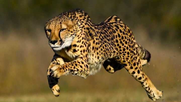 The World's Fastest Animal Isn't Actually The Cheetah