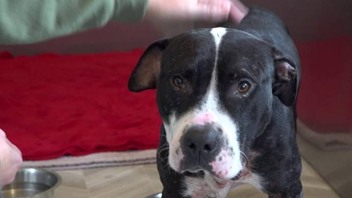 Newton County Sheriff’s Office seeks rescue groups for dogs seized in Operation Pitbull raid