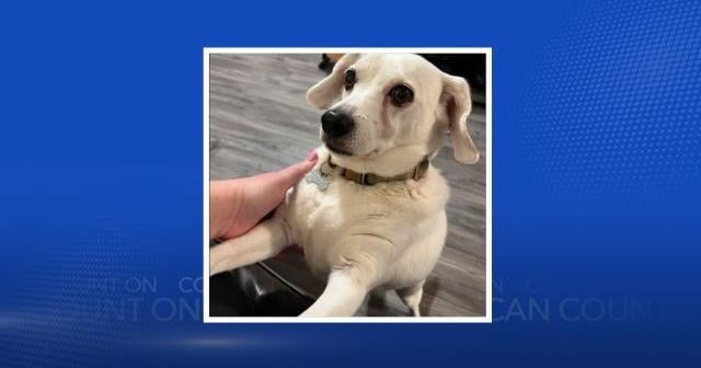 Have Thanksgiving leftovers? Madison County EMA shares list of 'safe foods' for your pets