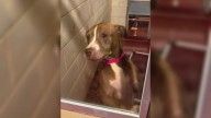 Georgia Senior Dog Who Was Overlooked For Months Finally Finds A Loving Home