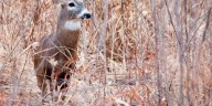 IDNR: 51K deer harvested in first weekend of firearm deer season