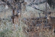 McFeely: No mystery why there's fewer deer and fewer hunting licenses in ND. The habitat is gone.