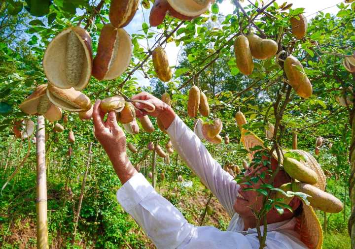 El chocolate, el vino y el café podrían dejar de ser cotidianos y convertirse en "productos de lujo"