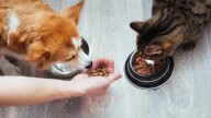 Tol Mol Ke Bol: Best Dry Kibble Picks For Cats And Dogs