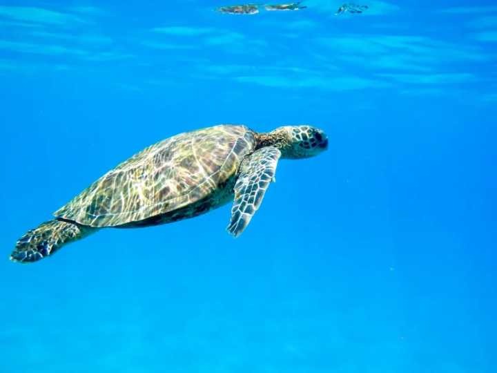 México tuvo su temporada más exitosa de conservación de tortugas marinas