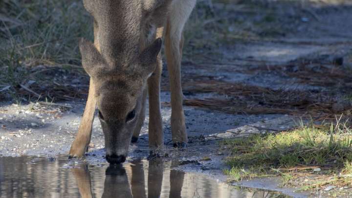 As deer-car collisions rise in November, wildlife managers tackle overpopulation