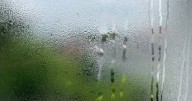 'I never get condensation on windows thanks to 2 houseplants