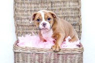 Ultimate Bulldog Puppy Shopping List: Checklist of 24 Must