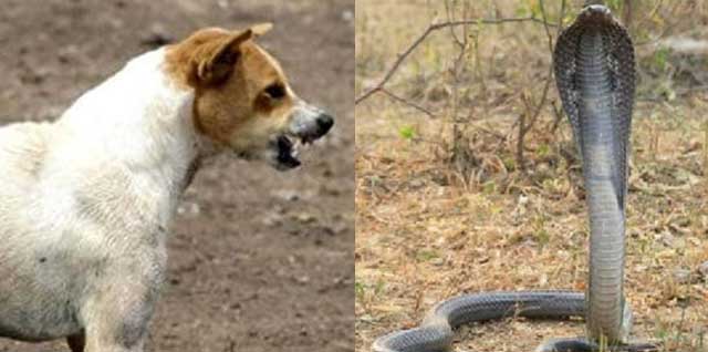 Udupi: 7,475 dog, 194 snake bite cases reported in eight months
