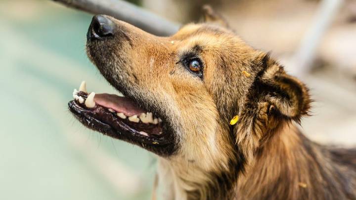 Karnataka announces Rs 5 lakh compensation for fatal dog-bite victims, Rs 5,000 for injured