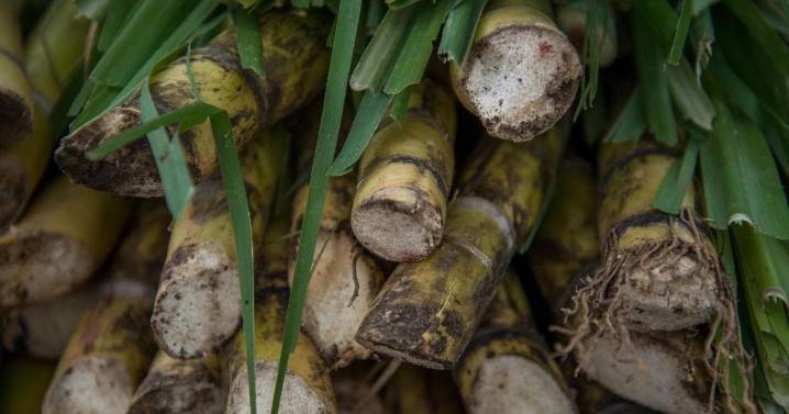 Eleva México aranceles al azúcar hasta 210.44% para proteger agroindustria nacional