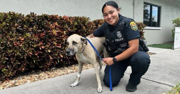 Clearwater firefighters rescue dog from house fire on Barbara Avenue