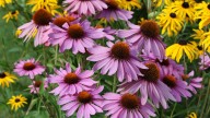 Forget Coneflowers: These 27 Flowers Add Variety To Your Garden