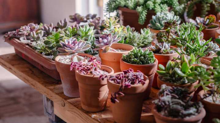 Indoor Succulents Need A Massive Watering Schedule Change During Winter